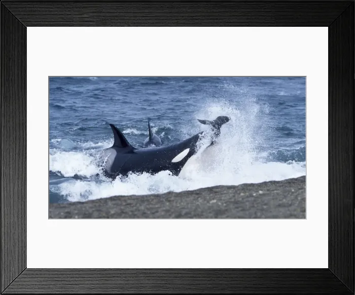 Framed Print : Killer whale / Orca - Hunting South American sealion pups. Punta Norte, Valdes Peninsula, Patagonia, Argentina Framed Print : Killer whale / Orca - Hunting South American sealion pups. Punta Norte, Valdes Peninsula, Patagonia, Argentina