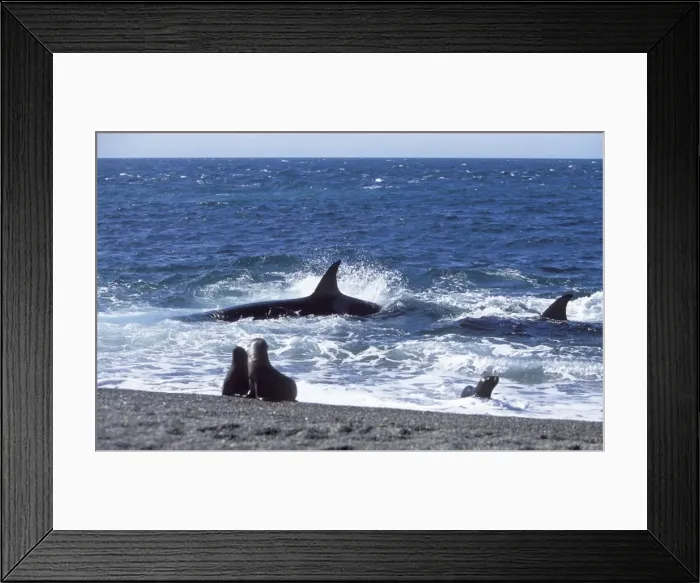 Framed Print : Killer whale / Orca - Hunting South American sealion pups in the surf zone. Punta Norte, Valdes Peninsula, Patagonia, Argentina Framed Print : Killer whale / Orca - Hunting South American sealion pups in the surf zone. Punta Norte, Valdes Peninsula, Patagonia, Argentina