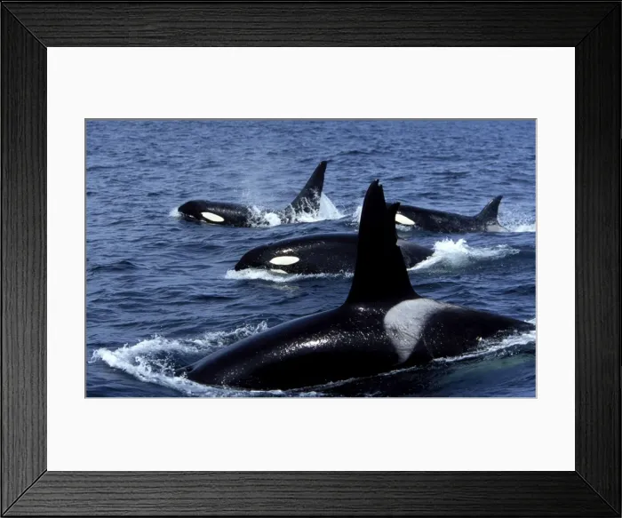 Framed Print : Pod of Transient Killer Whales 2 males and 2 females on this photograph Monterey Bay, California, USA Framed Print : Pod of Transient Killer Whales 2 males and 2 females on this photograph Monterey Bay, California, USA