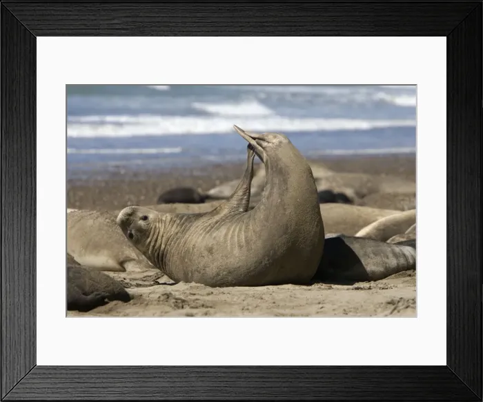 Framed Print : Southern Elephant Seal - Female, stretching Valdes Peninsula, Patagonia, Argentina Framed Print : Southern Elephant Seal - Female, stretching Valdes Peninsula, Patagonia, Argentina