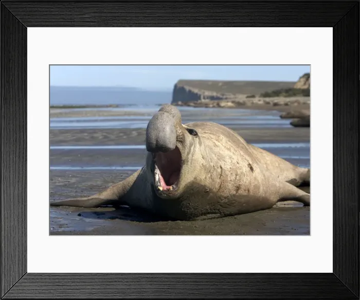 Framed Print : Southern Elephant Seal - male Valdes Peninsula, Patagonia, Argentina Framed Print : Southern Elephant Seal - male Valdes Peninsula, Patagonia, Argentina
