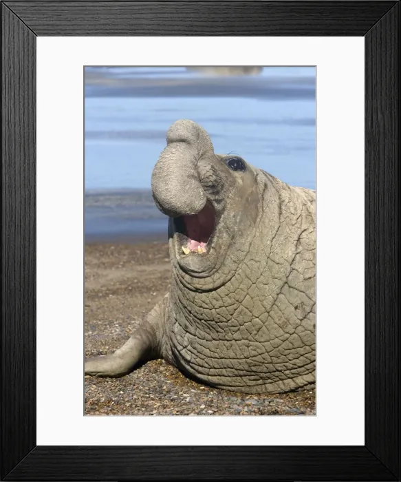 Framed Print : Southern Elephant Seal - Dominant male Valdes Peninsula, Patagonia, Argentina Framed Print : Southern Elephant Seal - Dominant male Valdes Peninsula, Patagonia, Argentina