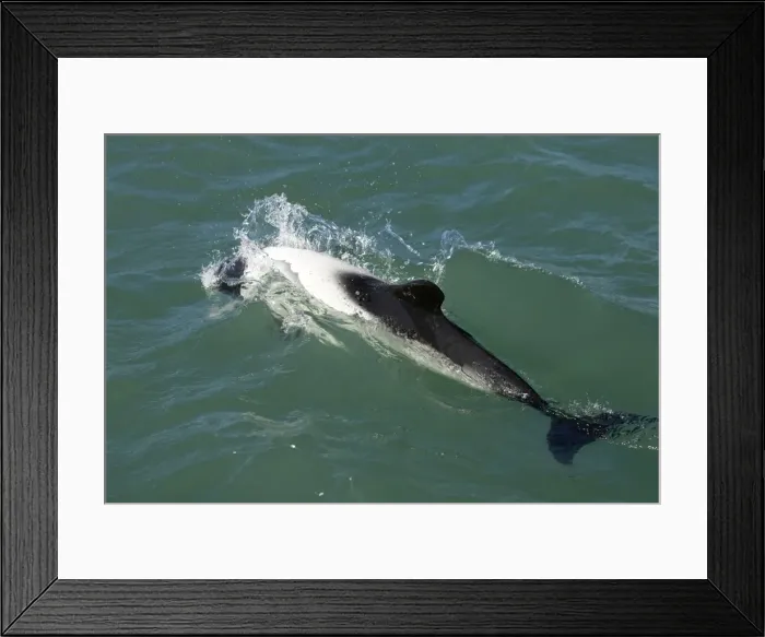 Framed Print : Commerson's dolphin Coast of Patagonia, Argentina Framed Print : Commerson's dolphin Coast of Patagonia, Argentina