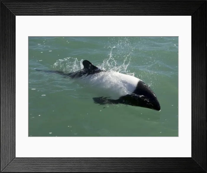 Framed Print : Commerson's dolphin Coast of Patagonia, Argentina Framed Print : Commerson's dolphin Coast of Patagonia, Argentina