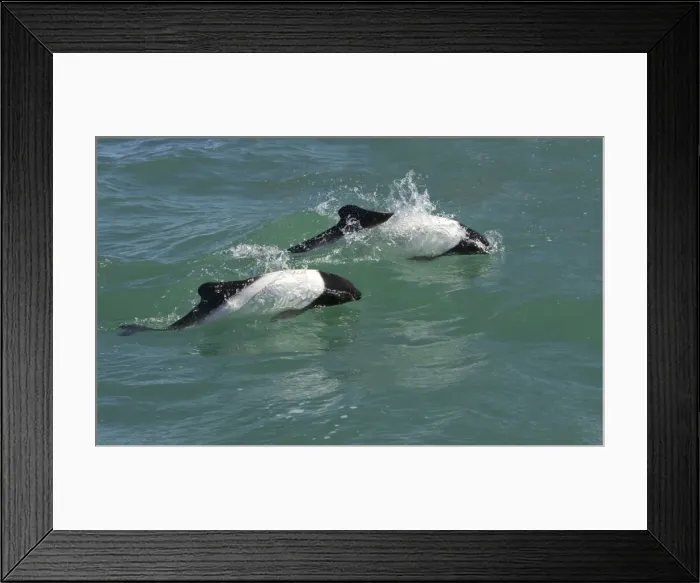 Framed Print : Commerson's dolphin Coast of Patagonia, Argentina Framed Print : Commerson's dolphin Coast of Patagonia, Argentina