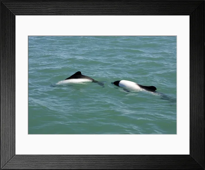 Framed Print : Commerson's Dolphins Coast of Patagonia, Argentina Framed Print : Commerson's Dolphins Coast of Patagonia, Argentina