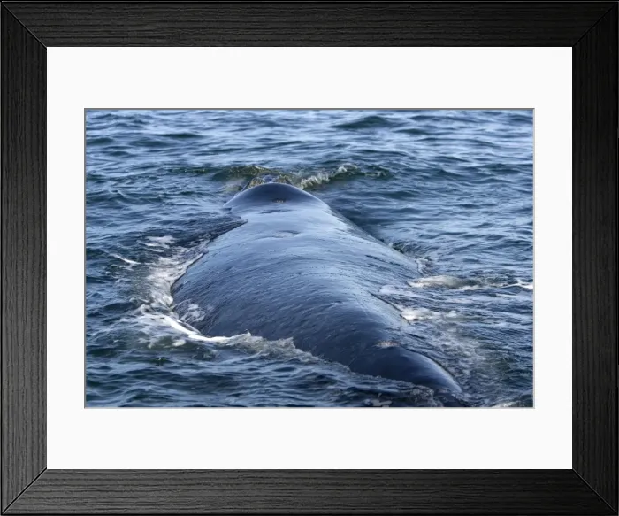 Framed Print : Southern Right Whale, swimming Note broad back of this species, and holes on the back where Kelp Gulls have been feeding off the whale. Photographed at Valdes Peninsula, Chubut, Argentina Framed Print : Southern Right Whale, swimming Note broad back of this species, and holes on the back where Kelp Gulls have been feeding off the whale. Photographed at Valdes Peninsula, Chubut, Argentina