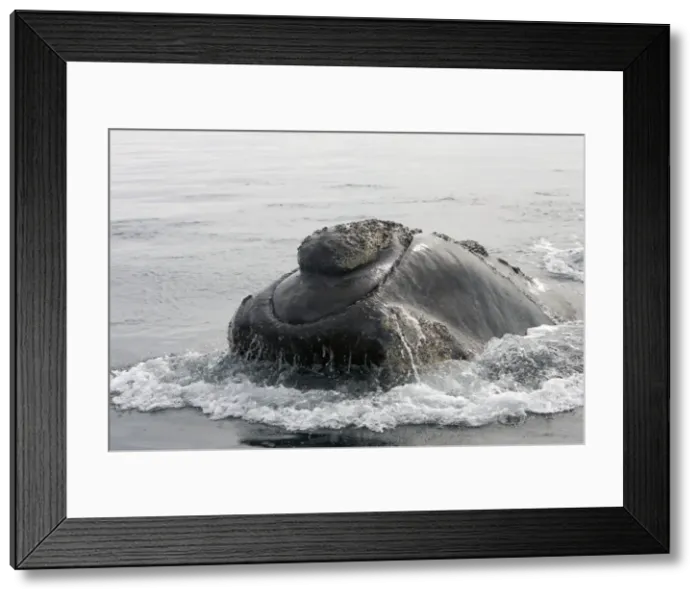 Framed Print : Southern Right Whale - Head, showing line of the mouth, and callosities Valdes Peninsula, Province Chubut, Patagonia, Argentina Framed Print : Southern Right Whale - Head, showing line of the mouth, and callosities Valdes Peninsula, Province Chubut, Patagonia, Argentina