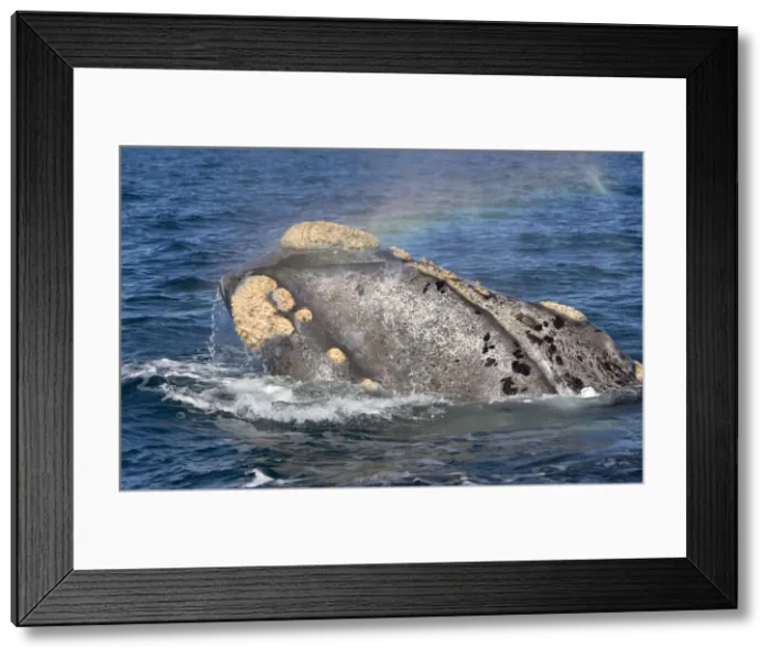 Framed Print : Southern Right Whale - Head, showing line of the mouth and callosities. The skin of this individual is unusually light-colored. Valdes Peninsula, Province Chubut, Patagonia, Argentina Framed Print : Southern Right Whale - Head, showing line of the mouth and callosities. The skin of this individual is unusually light-colored. Valdes Peninsula, Province Chubut, Patagonia, Argentina