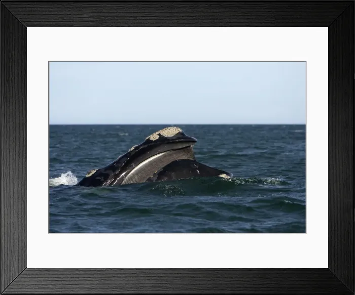Framed Print : Southern Right Whale - Mouth open, showing baleen plates (baleen hang from roof of the mouth) Valdes Peninsula, Province Chubut, Patagonia, Argentina Framed Print : Southern Right Whale - Mouth open, showing baleen plates (baleen hang from roof of the mouth) Valdes Peninsula, Province Chubut, Patagonia, Argentina