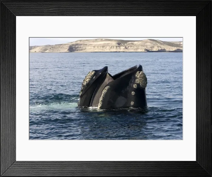 Framed Print : Southern Right Whale - Standing vertically in the water with mouth partly open, showing baleen plates (baleen hangs from roof of the mouth, on the left) Valdes Peninsula, Province Chubut, Patagonia, Argentina Framed Print : Southern Right Whale - Standing vertically in the water with mouth partly open, showing baleen plates (baleen hangs from roof of the mouth, on the left) Valdes Peninsula, Province Chubut, Patagonia, Argentina