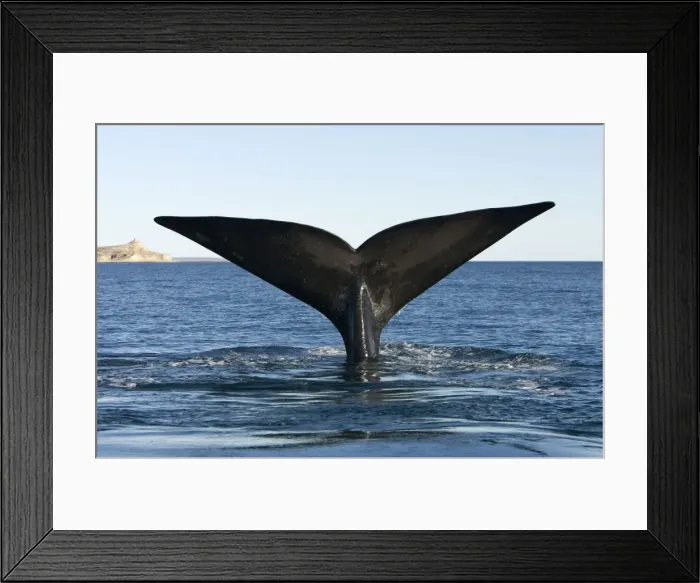 Framed Print : Southern Right Whale - tail flukes Valdes Peninsula, Province Chubut, Patagonia, Argentina Framed Print : Southern Right Whale - tail flukes Valdes Peninsula, Province Chubut, Patagonia, Argentina