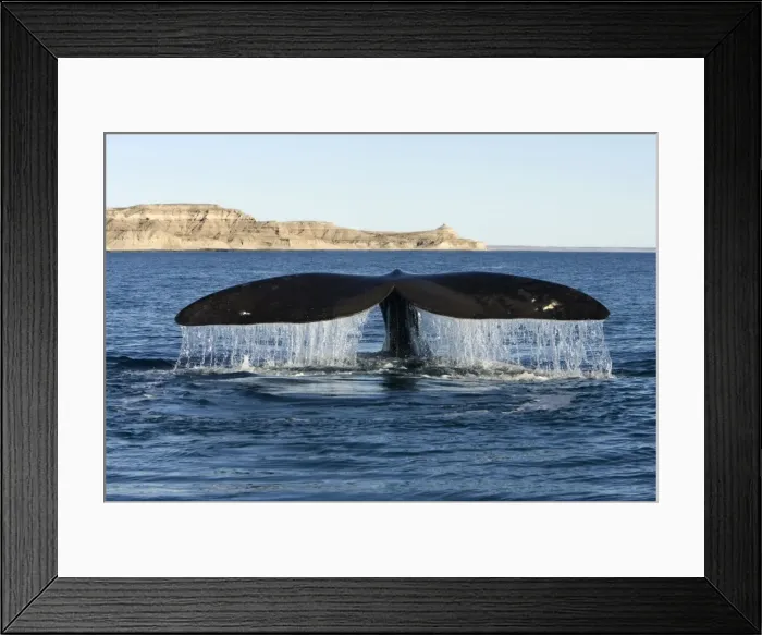 Framed Print : Southern Right Whale - tail fluke Valdes Peninsula, Province Chubut, Patagonia, Argentina Framed Print : Southern Right Whale - tail fluke Valdes Peninsula, Province Chubut, Patagonia, Argentina