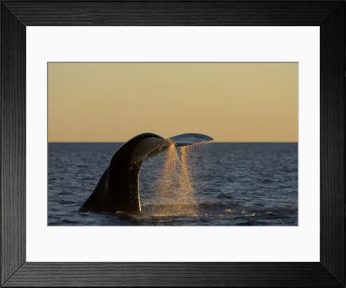 Framed Print : Southern Right Whale - Tail flukes, at sunset Valdes Peninsula, Province Chubut, Patagonia, Argentina Framed Print : Southern Right Whale - Tail flukes, at sunset Valdes Peninsula, Province Chubut, Patagonia, Argentina