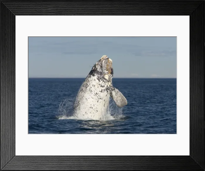Framed Print : Southern Right Whale - Calf breaching. Each year a few white calves are born. Normal color is dark grey. Valdes Peninsula, Province Chubut, Patagonia, Argentina Framed Print : Southern Right Whale - Calf breaching. Each year a few white calves are born. Normal color is dark grey. Valdes Peninsula, Province Chubut, Patagonia, Argentina