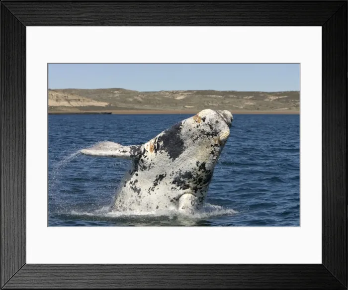 Framed Print : Southern Right Whale - Calf breaching. Each year a few white calves are born. Normal color is dark grey. Valdes Peninsula, Province Chubut, Patagonia, Argentina
