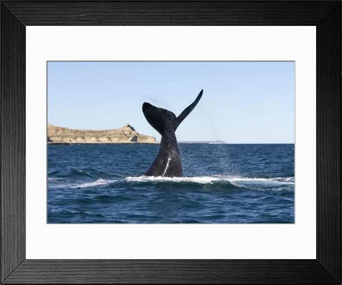 Framed Print : Southern Right Whale - Lobtailing: the whale slaps the surface of the water with its flukes. Valdes Peninsula, near Puerto Piramide (the pyramid that gives its name to the place is visible on the left of the whale) Framed Print : Southern Right Whale - Lobtailing: the whale slaps the surface of the water with its flukes. Valdes Peninsula, near Puerto Piramide (the pyramid that gives its name to the place is visible on the left of the whale)