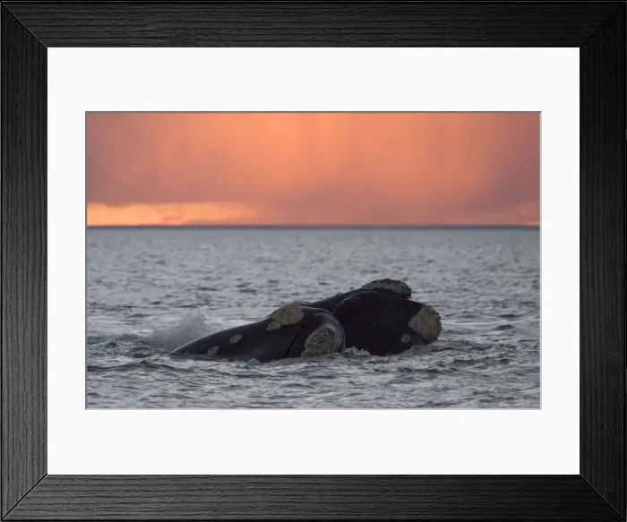 Framed Print : Southern Right Whale - Courting: male and female, touching, swimming close to each other. Valdes Peninsula, Province Chubut, Patagonia, Argentina Framed Print : Southern Right Whale - Courting: male and female, touching, swimming close to each other. Valdes Peninsula, Province Chubut, Patagonia, Argentina
