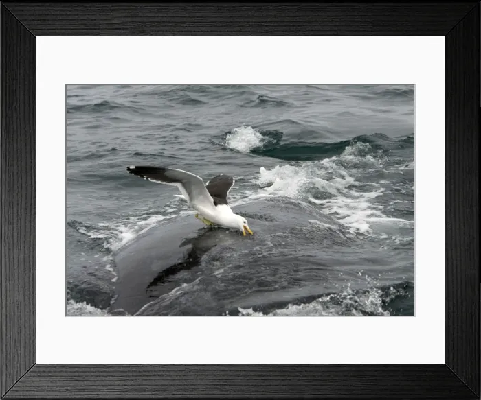 Framed Print : Southern Right Whale - Kelp Gull (Larus dominicanus) picking on whale's back, feeding on skin / blubber. Whales react sharply to this predation and can only dive in the water to escape from these attacks. Valdes Peninsula Framed Print : Southern Right Whale - Kelp Gull (Larus dominicanus) picking on whale's back, feeding on skin / blubber. Whales react sharply to this predation and can only dive in the water to escape from these attacks. Valdes Peninsula