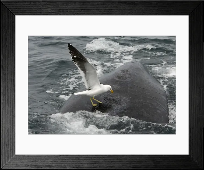 Framed Print : Southern Right Whale - Kelp Gull (Larus dominicanus) picking on whale's back, feeding on skin / blubber. Four craters made by gulls in this way are visible on this photo; gulls keep picking at the same places Framed Print : Southern Right Whale - Kelp Gull (Larus dominicanus) picking on whale's back, feeding on skin / blubber. Four craters made by gulls in this way are visible on this photo; gulls keep picking at the same places