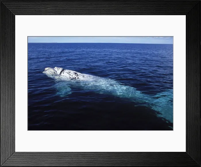 Framed Print : Southern Right Whale - White calf. Valdes Peninsula, Province Chubut, Patagonia, Argentina Framed Print : Southern Right Whale - White calf. Valdes Peninsula, Province Chubut, Patagonia, Argentina