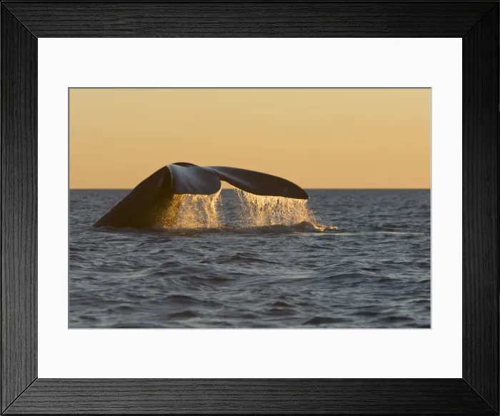 Framed Print : Southern Right Whale - Tail flukes, at sunset Valdes Peninsula, Province Chubut, Patagonia, Argentina Framed Print : Southern Right Whale - Tail flukes, at sunset Valdes Peninsula, Province Chubut, Patagonia, Argentina