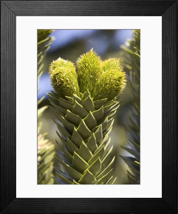 Framed Print : Araucaria / Monkey Puzzle / Chile Pine Tree - Young male cones Photographed in Neuquen Province, Argentina Framed Print : Araucaria / Monkey Puzzle / Chile Pine Tree - Young male cones Photographed in Neuquen Province, Argentina