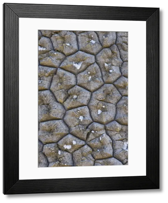 Framed Print : Araucaria  /  Monkey Puzzle  /  Chile Pine - close-up of bark of a mature tree Lanin National Park, Neuquen Province, Argentina