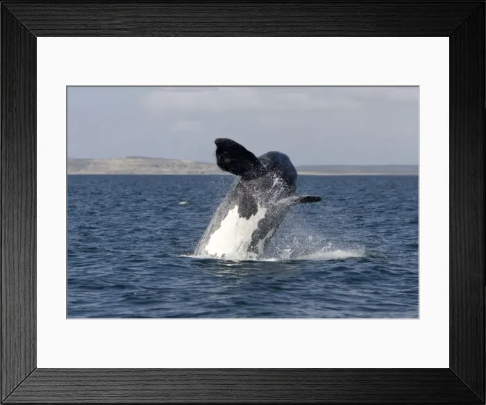 Framed Print : Southern Right Whale: calf, breaching Valdes Peninsula, Province Chubut, Patagonia, Argentina Framed Print : Southern Right Whale: calf, breaching Valdes Peninsula, Province Chubut, Patagonia, Argentina