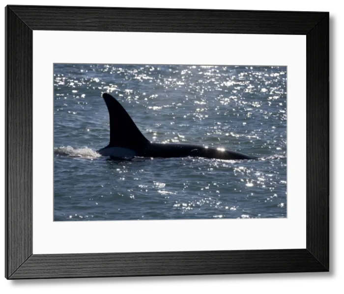 Framed Print : Killer whale / Orca - Male (known as Exequiel), member of the group of orcas of Northern Patagonia. Photographed at Punta Norte, Valdes Peninsula, Province Chubut, Argentina Framed Print : Killer whale / Orca - Male (known as Exequiel), member of the group of orcas of Northern Patagonia. Photographed at Punta Norte, Valdes Peninsula, Province Chubut, Argentina