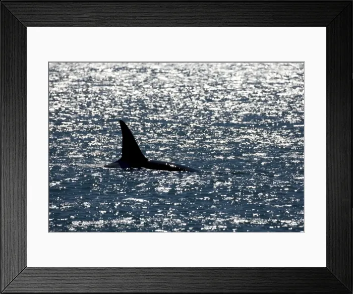 Framed Print : Killer whale / Orca - Male (known as Exequiel), member of the group of orcas of Northern Patagonia. Photographed at Punta Norte, Valdes Peninsula, Province Chubut, Argentina Framed Print : Killer whale / Orca - Male (known as Exequiel), member of the group of orcas of Northern Patagonia. Photographed at Punta Norte, Valdes Peninsula, Province Chubut, Argentina