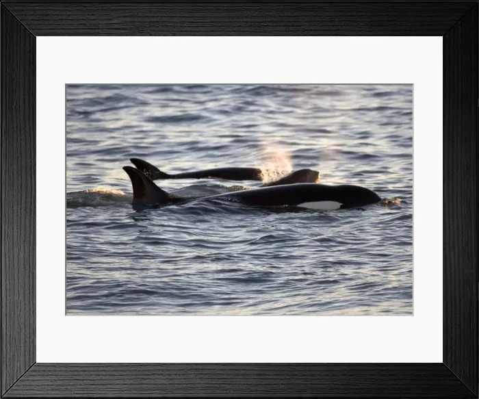 Framed Print : Killer whale / Orca - Members of the group of orcas of Northern Patagonia. Photographed at Punta Norte, Valdes Peninsula, Province Chubut, Argentina Framed Print : Killer whale / Orca - Members of the group of orcas of Northern Patagonia. Photographed at Punta Norte, Valdes Peninsula, Province Chubut, Argentina