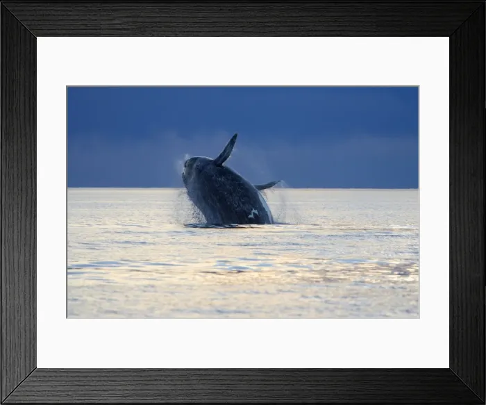 Framed Print : Souther Right Whale - Adult, breaching Valdes Peninsula, Province Chubut, Patagonia, Argentina Framed Print : Souther Right Whale - Adult, breaching Valdes Peninsula, Province Chubut, Patagonia, Argentina