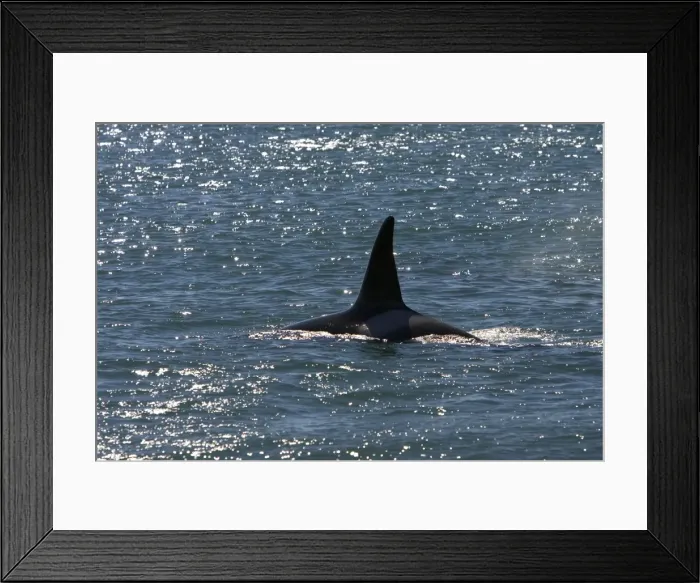 Framed Print : Killer Whale / Orca - Male, known as Exequiel, member of the group of orcas of Northern Patagonia. Photographed at Punta Norte, Valdes Peninsula, Province Chubut, Argentina Framed Print : Killer Whale / Orca - Male, known as Exequiel, member of the group of orcas of Northern Patagonia. Photographed at Punta Norte, Valdes Peninsula, Province Chubut, Argentina