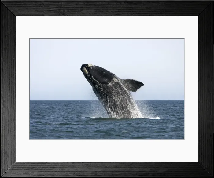 Framed Print : Southern Right Whale - Adult, breaching Valdes Peninsula, Province Chubut, Patagonia, Argentina Framed Print : Southern Right Whale - Adult, breaching Valdes Peninsula, Province Chubut, Patagonia, Argentina