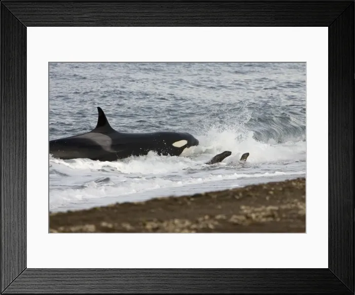 Framed Print : Killer whale / Orca - Hunting South American sea lion pups on a beach at Punta Norte, Valdes Peninsula, Province Chubut, Patagonia, Argentina Framed Print : Killer whale / Orca - Hunting South American sea lion pups on a beach at Punta Norte, Valdes Peninsula, Province Chubut, Patagonia, Argentina