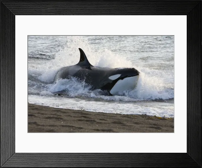 Framed Print : Killer whale / Orca - Hunting South American sea lion pups in the surf at Punta Norte, Valdes Peninsula, Province Chubut, Patagonia, Argentina Framed Print : Killer whale / Orca - Hunting South American sea lion pups in the surf at Punta Norte, Valdes Peninsula, Province Chubut, Patagonia, Argentina