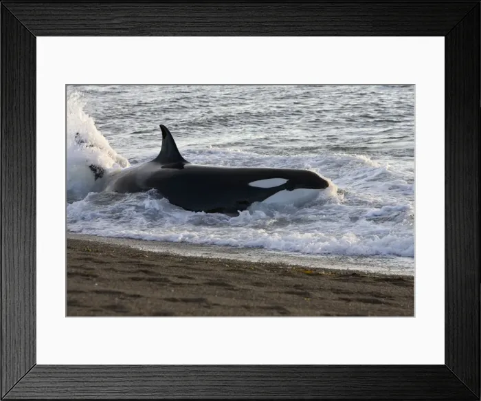 Framed Print : Killer whale / Orca - Hunting South American sea lion pups in the surf at Punta Norte, Valdes Peninsula, Province Chubut, Patagonia, Argentina Framed Print : Killer whale / Orca - Hunting South American sea lion pups in the surf at Punta Norte, Valdes Peninsula, Province Chubut, Patagonia, Argentina