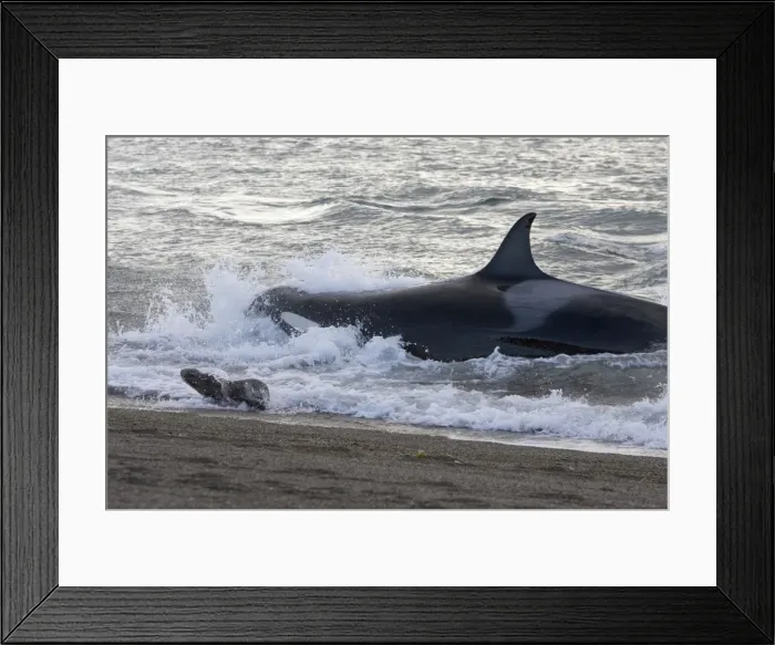 Framed Print : Killer whale / Orca - Hunting South American sea lion pups in the surf at Punta Norte, Valdes Peninsula, Province Chubut, Patagonia, Argentina Framed Print : Killer whale / Orca - Hunting South American sea lion pups in the surf at Punta Norte, Valdes Peninsula, Province Chubut, Patagonia, Argentina