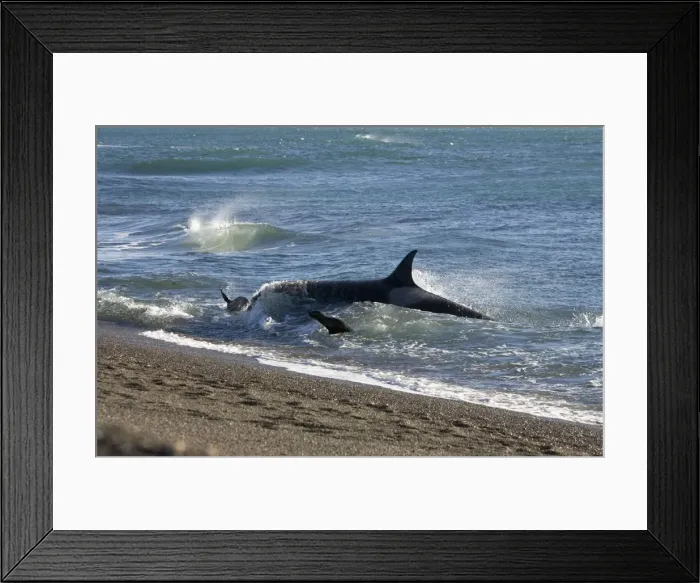 Framed Print : Killer whale / Orca - Hunting South American sea lion pups in the surf at Punta Norte, Valdes Peninsula, Province Chubut, Patagonia, Argentina Framed Print : Killer whale / Orca - Hunting South American sea lion pups in the surf at Punta Norte, Valdes Peninsula, Province Chubut, Patagonia, Argentina