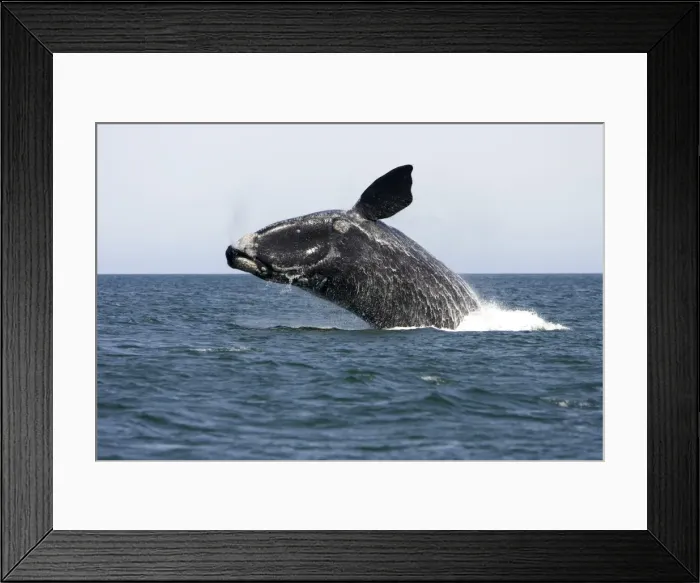 Framed Print : Southern Right Whale - Adult, breaching Valdes Peninsula, Province Chubut, Patagonia, Argentina Framed Print : Southern Right Whale - Adult, breaching Valdes Peninsula, Province Chubut, Patagonia, Argentina
