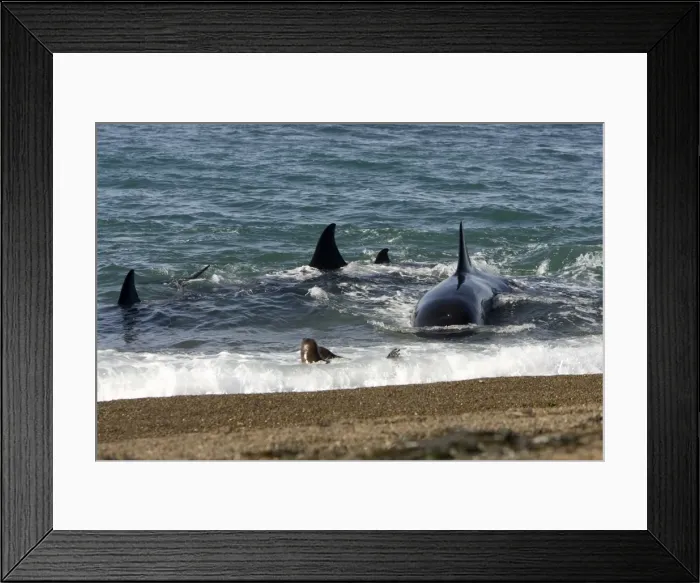 Framed Print : Killer whale  /  Orca - Hunting South American sea lion pups in the surf at Punta Norte, Valdes Peninsula, Province Chubut, Patagonia, Argentina