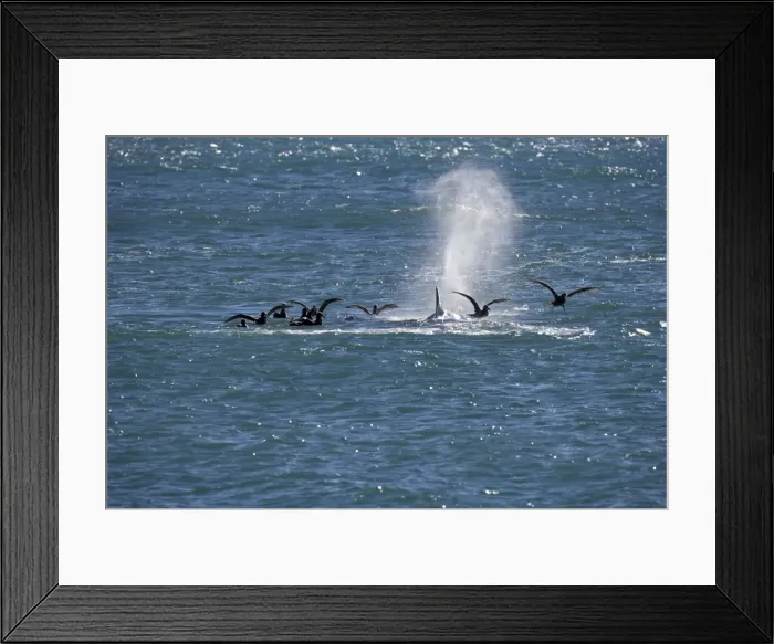 Framed Print : Killer whale / Orca - Giant Petrels are waiting while the orcas feed on a sealion pup. Punta Norte, Valdes Peninsula, Province Chubut, Patagonia, Argentina Framed Print : Killer whale / Orca - Giant Petrels are waiting while the orcas feed on a sealion pup. Punta Norte, Valdes Peninsula, Province Chubut, Patagonia, Argentina