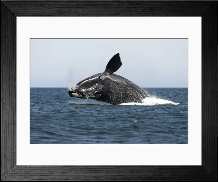 Framed Print : Southern Right Whale - Adult, breaching Valdes Peninsula, Province Chubut, Patagonia, Argentina Sequence 1 of 3 Framed Print : Southern Right Whale - Adult, breaching Valdes Peninsula, Province Chubut, Patagonia, Argentina Sequence 1 of 3