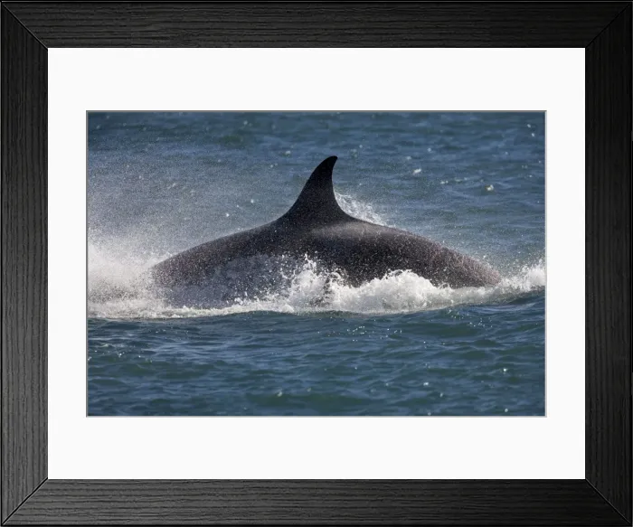 Framed Print : Killer whale / Orca - Energetic behavior while the orcas feed on a sealion pup. An orca rushes through the water and dives down onto the prey. Punta Norte, Valdes Peninsula, Province Chubut, Patagonia, Argentina Framed Print : Killer whale / Orca - Energetic behavior while the orcas feed on a sealion pup. An orca rushes through the water and dives down onto the prey. Punta Norte, Valdes Peninsula, Province Chubut, Patagonia, Argentina