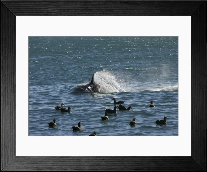 Framed Print : Killer whale  /  Orca - energetic behavior while the orcas feed on a sea lion pup. Giant petrels wait for scraps. Punta Norte, Valdes Peninsula, Province Chubut, Patagonia, Argentina