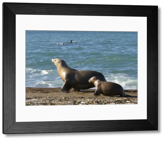 Framed Print : South American Sealion - To avoid swimming along a stretch of shoreline patrolled by killer whales (dorsal fins visible in the image), this sea lion female guides her pup high on the beach Framed Print : South American Sealion - To avoid swimming along a stretch of shoreline patrolled by killer whales (dorsal fins visible in the image), this sea lion female guides her pup high on the beach