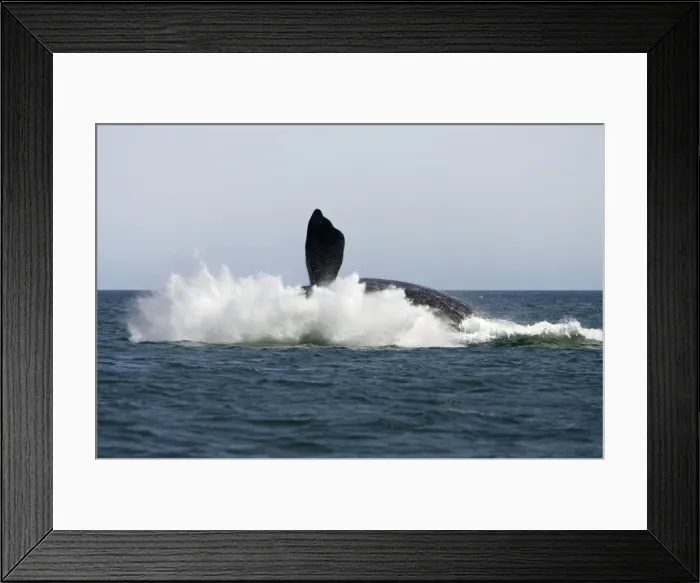 Framed Print : Southern Right Whale - Adult, falling back into the sea at the end of a breach Valdes Peninsula, Province Chubut, Patagonia, Argentina Sequence 3 of 3 Framed Print : Southern Right Whale - Adult, falling back into the sea at the end of a breach Valdes Peninsula, Province Chubut, Patagonia, Argentina Sequence 3 of 3