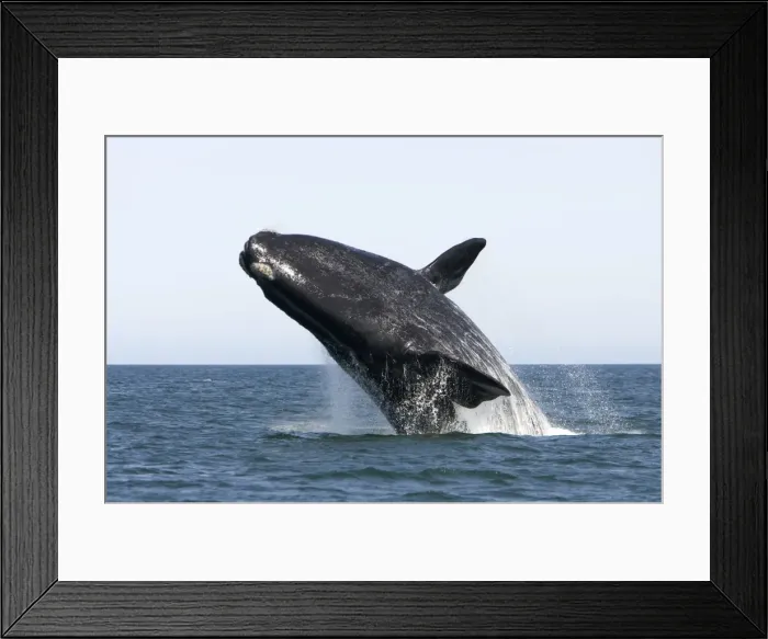 Framed Print : Southern Right Whale - Adult, breaching Valdes Peninsula, Province Chubut, Patagonia, Argentina Framed Print : Southern Right Whale - Adult, breaching Valdes Peninsula, Province Chubut, Patagonia, Argentina