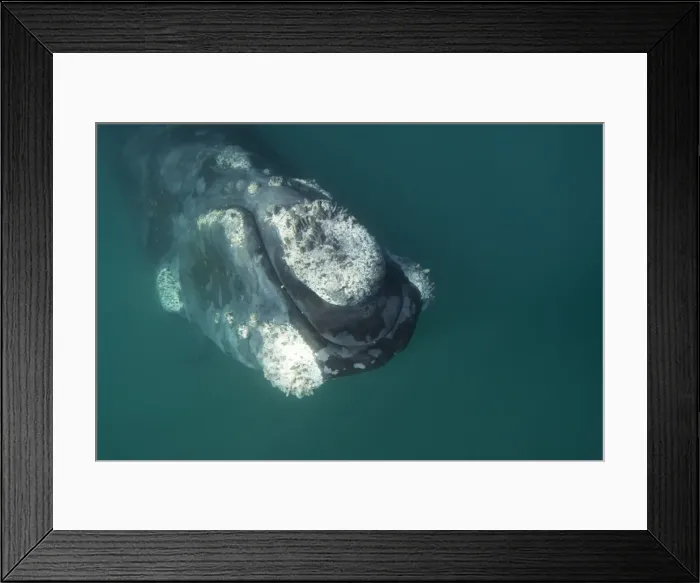 Framed Print : Southern Right Whale Valdes Peninsula, Province Chubut, Patagonia, Argentina Framed Print : Southern Right Whale Valdes Peninsula, Province Chubut, Patagonia, Argentina